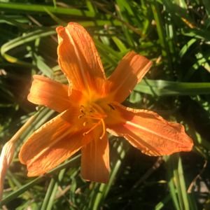 Meet your Posher, Lily